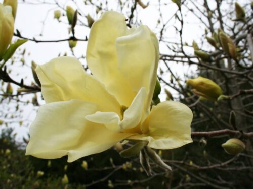 Magnolia 'Yellow Lantern' 50 - 60 cm - Obrázek 1