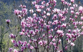 Magnolia 'Satisfaction'®