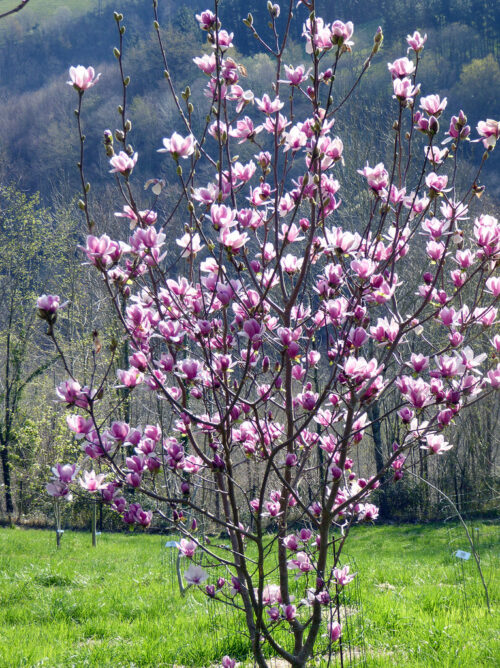 Magnolia 'Satisfaction'® - Obrázek 1