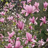 Magnolia 'Ricki'