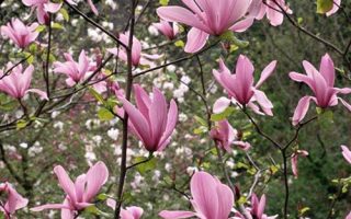 Magnolia 'Ricki'