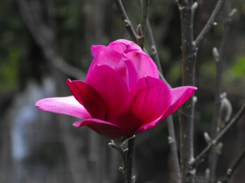 Magnolia 'Pink Pyramide'(R) 40 - 50 cm - Image 1