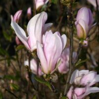 Magnolia 'George Henry Kern'