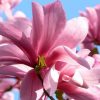 Magnolia 'Galaxy' - Kontejner 10 l, v. 80-100 cm