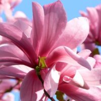 Magnolia 'Galaxy'
