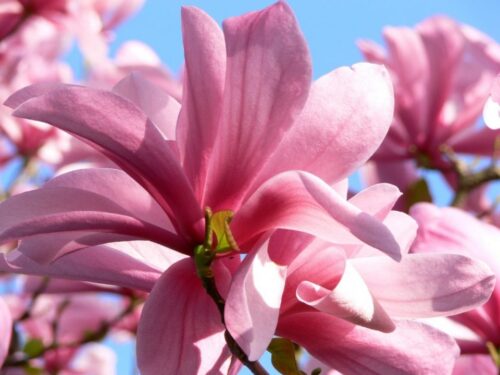 Magnolia 'Galaxy' - Obrázek 1