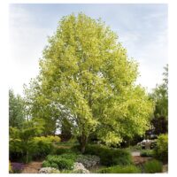 Liriodendron tulipifera 'Aureomarginatum'