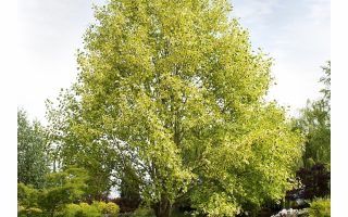 Liriodendron tulipifera 'Aureomarginatum'