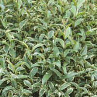 Ligustrum ovalifolium 'Argenteum'