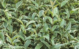 Ligustrum ovalifolium 'Argenteum'