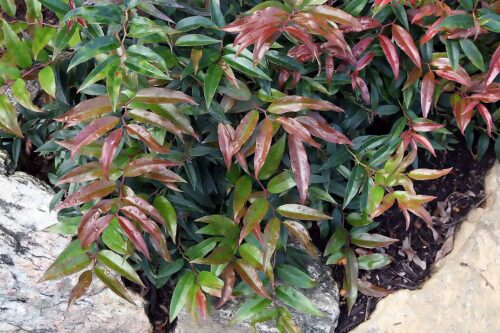 Leucothoe keiskei 'Royal Ruby' 20 - 30 cm - Obrázek 1