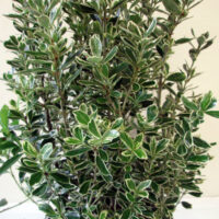 Euonymus jap. 'Susan' 20 - 30 cm