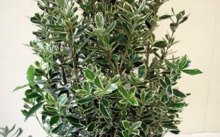 Euonymus jap. 'Susan' 20 - 30 cm