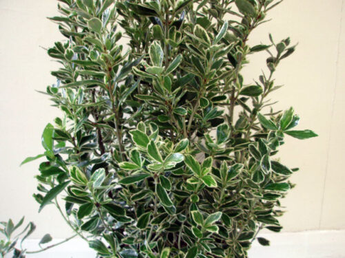 Euonymus jap. 'Susan' 20 - 30 cm - Image 1