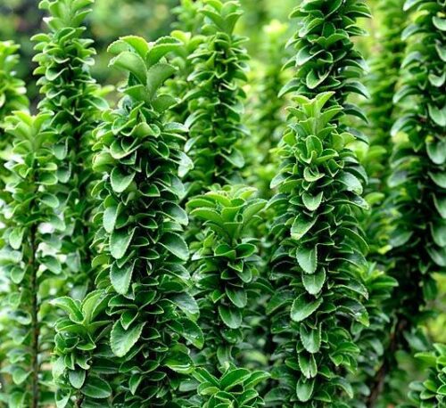 Euonymus fort. 'Benkomoki' 25 - 30 cm - Obrázek 1