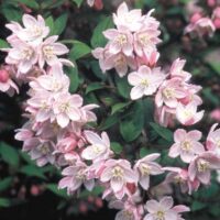 Deutzia rosea 'Carminea'