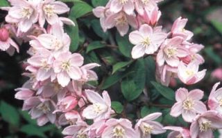Deutzia rosea 'Carminea'