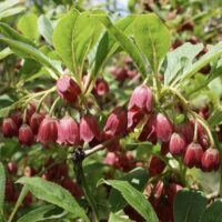 Enkianthus camp. 'Pagode' 50 - 60 cm
