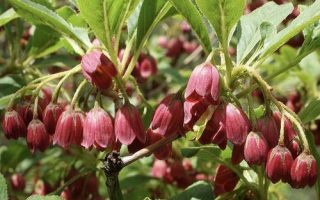 Enkianthus camp. 'Pagode' 50 - 60 cm