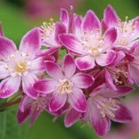 Deutzia hybrida 'Strawberry Fields'
