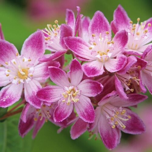 Deutzia hybrida 'Strawberry Fields' - Obrázek 1