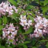 Deutzia hybrida 'Mont Rose' - Kontejner 5 l, v. 20-30 cm