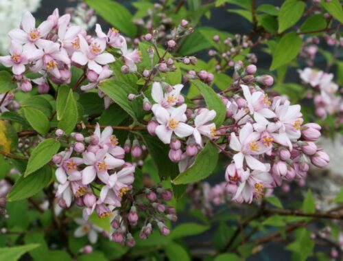 Deutzia hybrida 'Mont Rose' - Obrázek 1