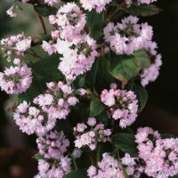 Deutzia 'Pink Pom Pom'