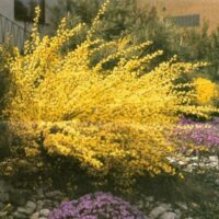 Cytisus praecox 'Allgold'
