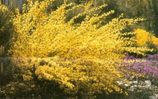 Cytisus praecox 'Allgold'