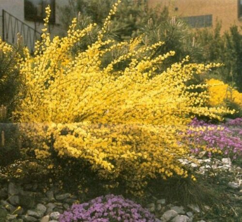 Cytisus praecox 'Allgold' - Image 1