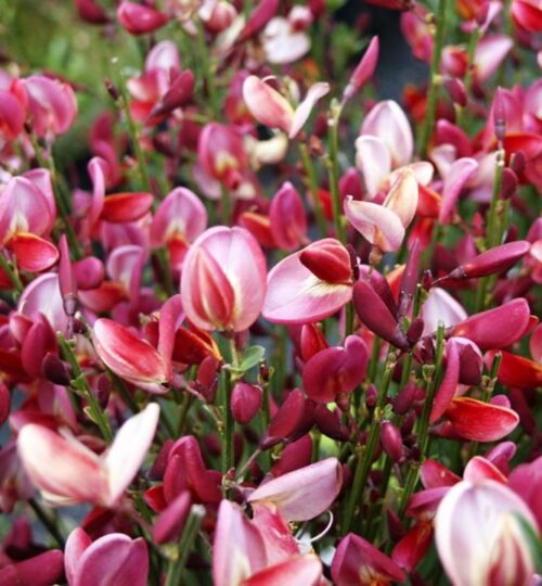Cytisus p. 'Hollandia' 30 - 40 cm - Image 1