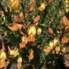 Cytisus praecox 'Apricot Gem' - Kontejner, pr. 15 cm, v. 30-40 cm