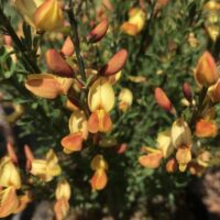 Cytisus praecox 'Apricot Gem'