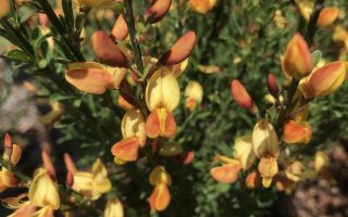 Cytisus praecox 'Apricot Gem'
