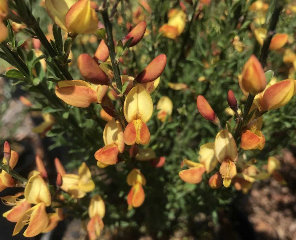 image_81368d57-dba4-4248-a4e2-05b676dba93b_1024x1024-960x777 Cytisus praecox 'Apricot Gem' - Obrázek 1