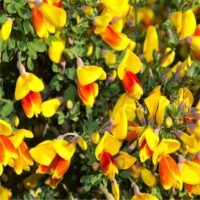 Cytisus 'Firefly'