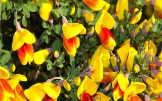 Cytisus 'Firefly'