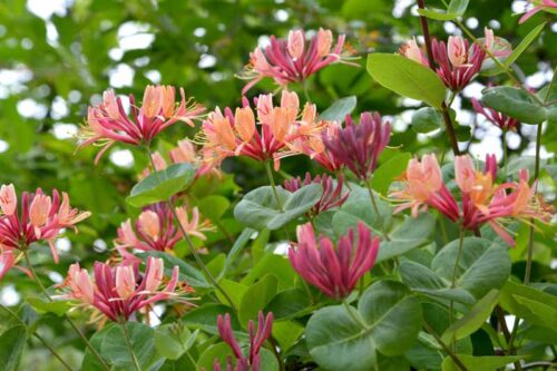 Lonicera heckrottii 40 cm vyvazovaná - Obrázek 1