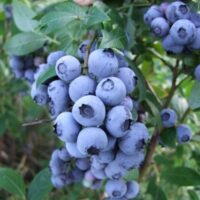 Vaccinium corymbosum 'Berkeley', 40+ cm