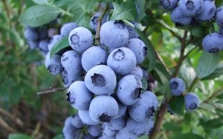 Vaccinium corymbosum 'Berkeley', 40+ cm