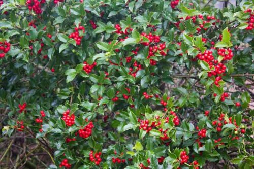 Ilex meserveae 'Blue Princess' 20 -30 cm - Obrázek 1