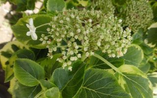 Hydrangea petiol. 'Miranda' 40 cm