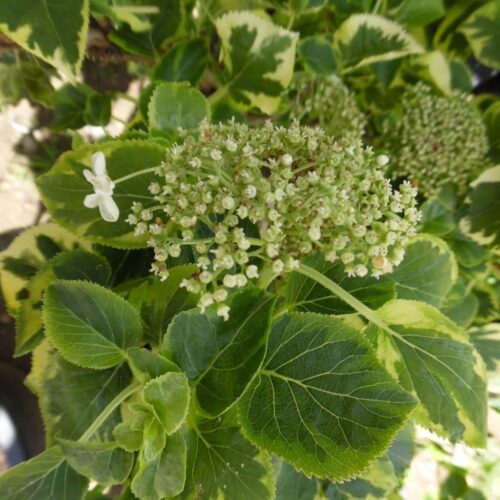 Hydrangea petiol. 'Miranda' 40 cm - Obrázek 1