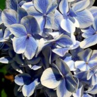 Hydrangea macr. 'Peppermint Blue'®