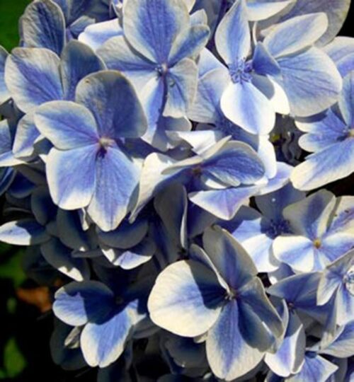 Hydrangea macr. 'Peppermint Blue'® - Obrázek 1