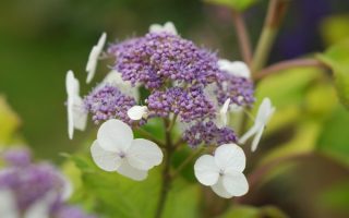 Hydrangea aspera 'Goldrush' ® 40+