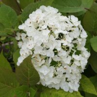 Hydrangea arborescens 'Hill of Snow' 30 - 40 cm