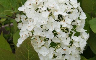 Hydrangea arborescens 'Hill of Snow' 30 - 40 cm