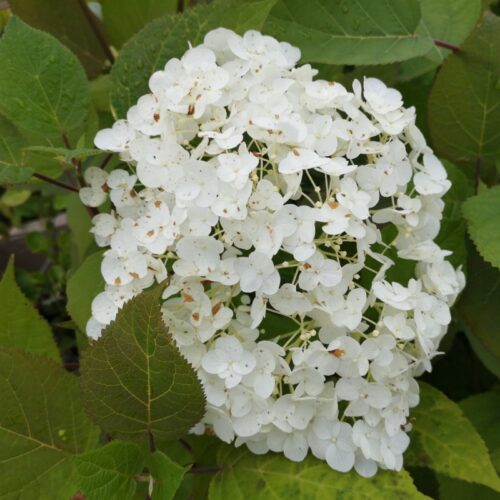 Hydrangea arborescens 'Hill of Snow' 30 - 40 cm - Obrázek 1